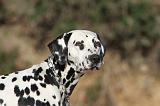 DALMATIEN 144